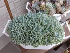 vickey様様専用　速達対応 — image 1