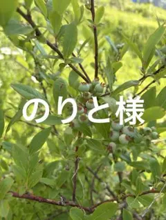 のりと様専用 — image 1