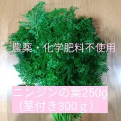ニンジンの葉っぱ250グラム【農薬・化学肥料不使用】 — image 1