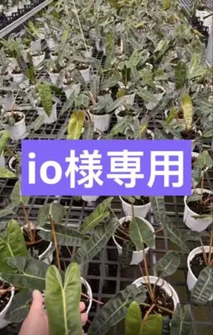 【io様専用】 — image 1