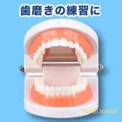 再入荷❣️ 歯の模型 歯磨きの練習 モンテッソーリ 歯医者 知育玩具 幼児教育 — image 1