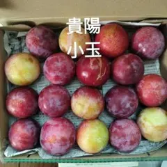 貴陽　箱梱包材込み1.5キロ　家庭用 — image 1