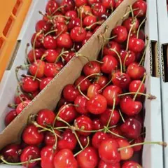 ２３　家庭用　紅秀峰　１ｋｇ　画像が現物　山形県産　さくらんぼ — image 1