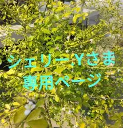 シェリー.Yさま専用ページ — image 1