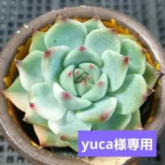 yuca様 リクエスト 2点 まとめ商品 — image 1