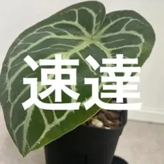 速達 — image 1