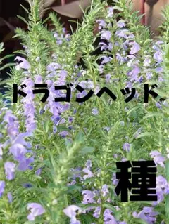 もふฅプロフ必読!！様 リクエスト 2点 まとめ商品 — image 1