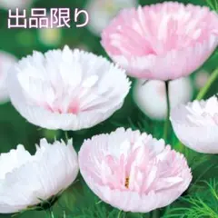えりえり様 リクエスト 2点 まとめ商品 — image 1