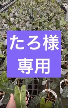 【たろ様専用】 — image 1
