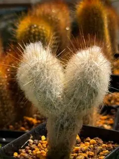 Espostoa lanata 老楽 優選 2頭群生株 柱サボテン 現物発送 — image 1