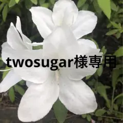 twosugar様専用　4玉ずつ — image 1