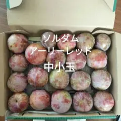 ソルダム アーリーレッド — image 1