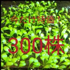 今だけ特価　グロッソスティグマ　300株 — image 1