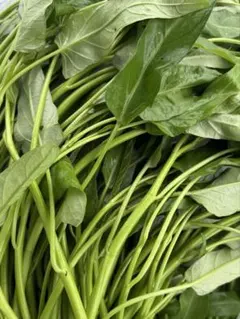 自家栽培　空芯菜　350g — image 1