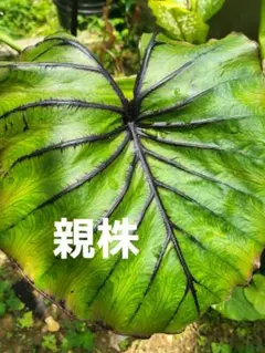 コロカシア　ファラオマスク　ランナー — image 1