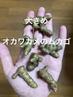 Coconatsu様 リクエスト 2点 まとめ商品 — image 1