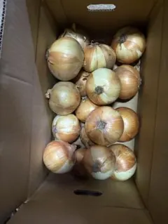 訳あり南あわじ産玉ねぎ大玉10J — image 1