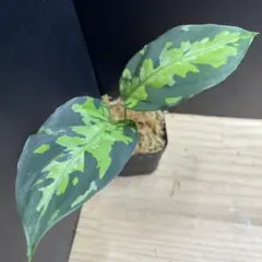 アグラオネマ ピクタム 1st Campur 西スマトラ Aglaonema — image 1