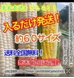 農家直送 とうもろこし 約60サイズ 入るだけセール中 — image 1