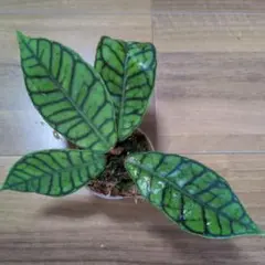 Hoya callistophylla（7月3日発送予定） — image 1