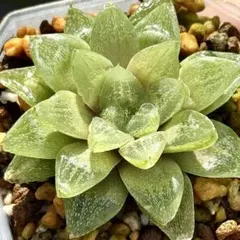 雪花コンプト　超美株　ハオルチア　観葉植物　A8 — image 1