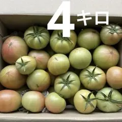 北海道産　訳あり品　桃太郎トマト　4キロ② — image 1
