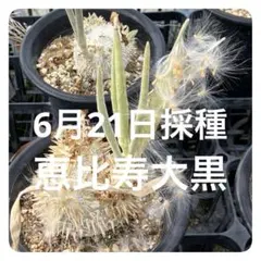 N.様 リクエスト 2点 まとめ商品 — image 1
