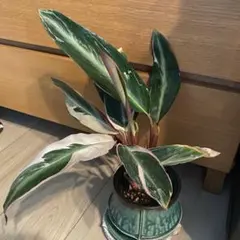 早い者勝ち‼️【❤️人気観葉植物❤️】カラテアストロマンテ・トリオスター　抜き苗 — image 1