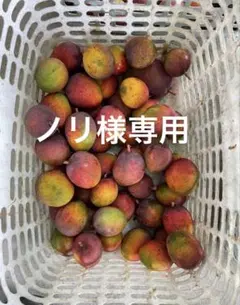 ノリ様専用 3kg — image 1