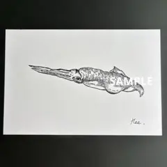 イカのイラスト ポストカード — image 1
