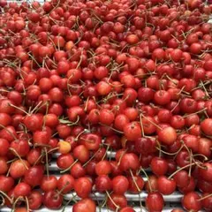 今期ラスト　山形県産　さくらんぼ　紅秀峰700g 訳あり品 — image 1