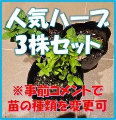 無農薬育ち！ミント・タイム・オレガノなど人気ハーブ苗 3株セット　苗の種類変更可 — image 1