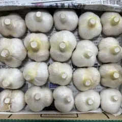 農薬不使用　生ジャンボニンニク　1Kg — image 1