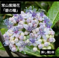 windysong様 リクエスト 2点 まとめ商品 — image 1