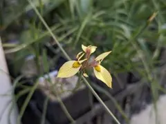 Moraea thomasiae モラエア 球根 6球 ➁ — image 1