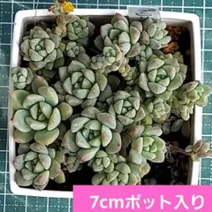 ペコン様 リクエスト 2点 まとめ商品 — image 1