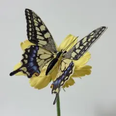 いきもの大図鑑アドバンス アゲハチョウ　キアゲハ　蝶 — image 1