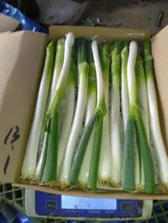 新鮮な長ネギ 産地直送 野菜 — image 1