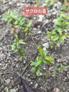 ザクロの苗（小）全長10cm程度　3本 — image 1