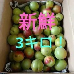 ★訳あり梅3キロ★群馬県産！梅干しにおすすめ♪ — image 1