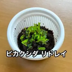 ビカクシダ　リドレイ　前葉体・胞子体 e — image 1