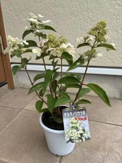 ダルマノリウツギ 鉢植え — image 1