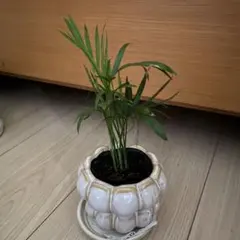 早い者勝ち‼️【❤️人気観葉植物❤️】テーブルヤシ　ポットごと発送させて頂きます‼️ — image 1