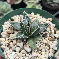 AGAVE LOVER様専用　ゆうパック配送料 — image 1