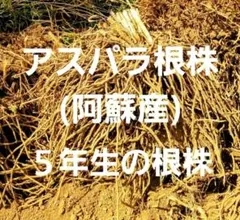 アスパラ根株 5,980円⇨4999円に大幅値下げ致しました！！ — image 1