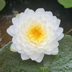 玲様 専用 — image 1