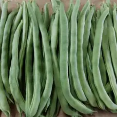 北海道採りたて新鮮野菜柔らかいインゲン豆箱込み700g以上 — image 1
