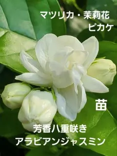 Flora様 リクエスト 3点 まとめ商品 — image 1