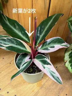 観葉植物　ストロマンテトリオスター — image 1