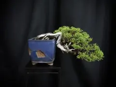 盆栽オークション　真柏　盆栽　半懸崖　山採り　舎利　シャリ芸 — image 1